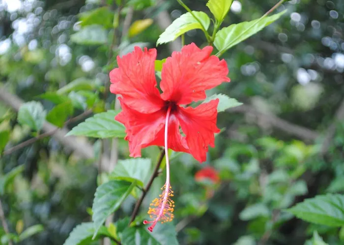 Blue Bungalow * Angeles (Guanacaste)